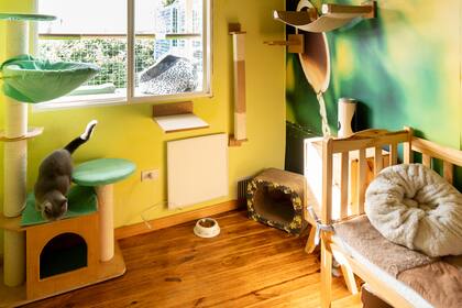 "Cada huésped tiene un check in y un check out y recibe un trato personalizado. Tenemos habitaciones individuales o familiares si vienen dos o tres gatos por familia”, sostiene Margaret Lean Cole, veterinaria y creador de Espacio Gatos Hotel Felino Boutique