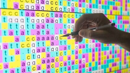 Cada letra del genoma es la inicial de un compuesto químico con diferentes cantidades de carbono, hidrógeno, oxígeno y nitrógeno