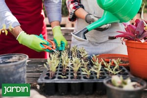 Tres técnicas fáciles para multiplicar tus especies favoritas