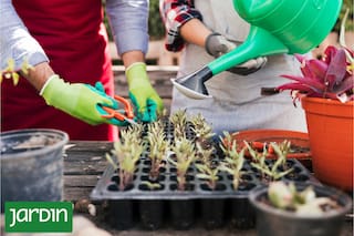 Tres técnicas fáciles para multiplicar tus especies favoritas