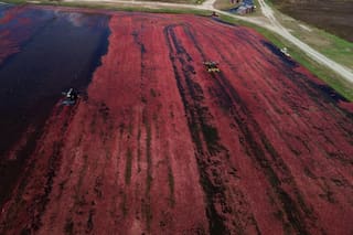 El video que muestra el increíble río rosado en Massachusetts por la recolección de arándanos