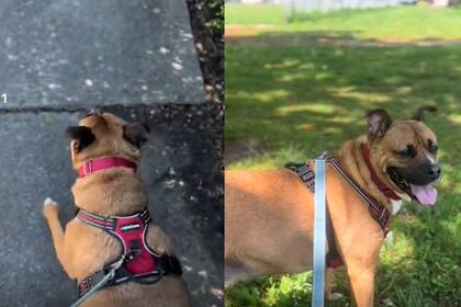 Cada paseo dura unos 40 minutos e incluye juegos, orden y agua limpia para la mascota