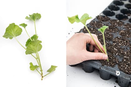 Cada planta elegida con intención puede transformar el espacio en relato, como un simple tallo de malvón
