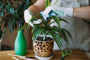 Estas son las plantas ideales para purificar el aire de tu casa,