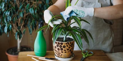 Cada planta tiene cuidados específicos que deben tenerse en cuenta a la hora de seleccionarlas