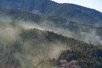 Cada primavera, los bosques japoneses se cubren con una nube que recuerda a las provocadas por los incendios, pero no es fuego: es polen