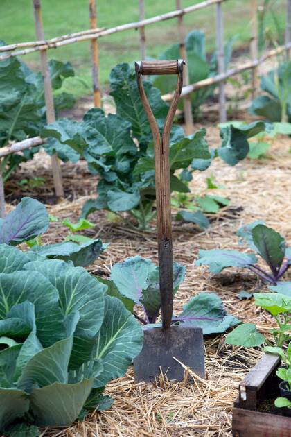 Cada temporada, la planta extrae lo que necesita, que no será lo mismo que la planta que venga después: la rotación genera un balance natural.