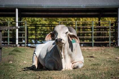 “Cada toro tiene su carácter”, dice uno de sus cuidadores.