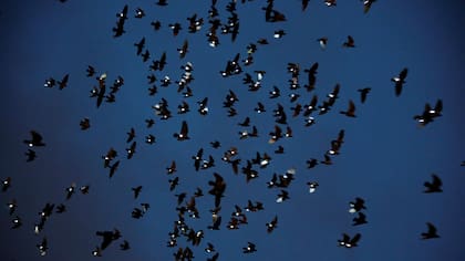 Cada una de las 2000 palomas tenía atada una luz led en su pata