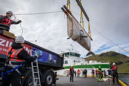 Cada uno de estos ejemplares pesa 900 kilos y mide unos cuatro metros
