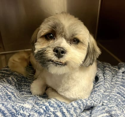 Cada uno de los perros recibió un baño y un cambio de look.