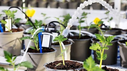 Cada variable, como el nivel de CO2 o el color de la luz, es monitoreada por cámaras y sensores.