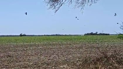 Cada vez hay más sobrepoblación de palomas en Santa Fe