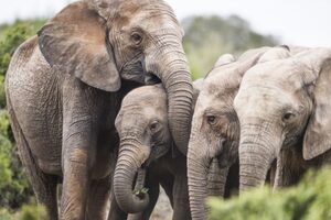 Los elefantes que nacen sin colmillos para poder sobrevivir