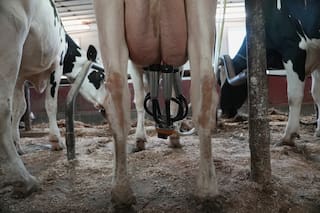 Cada vez más estadounidenses están a favor de la leche sin pasteurizar, pese a posibles riesgos