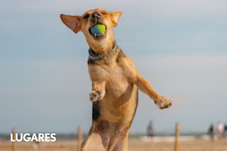 Cuatro buenos hoteles cerca de la ciudad que aceptan mascotas