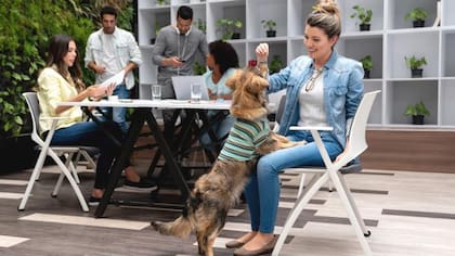 Cada vez más son las oficinas que se vuelven amigables con los mascotas
Foto: iStock