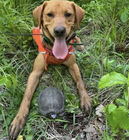 Cada vez que Newt identifica con éxito una tortuga, su tutora lo recompensa con su juguete más codiciado.