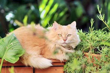 “Cada vez que orina un gato, lo recomendable es limpiar y colocar el repelente inmediatamente”, aconseja la veterinaria. En este sentido, existen repelentes naturales que pueden ser cáscaras de cítricos y cebolla, pimiento e incluso mostaza.