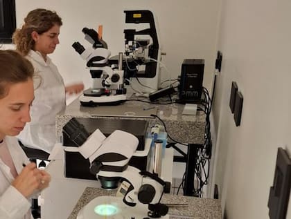 “Cada vez se hacen más embriones y las biotecnologías permiten criar de manera más eficiente. En la Argentina existe un know how diferente por nuestros sistemas extensivos y pastoriles y, además, tenemos una ventaja que es el uso de estas tecnologías en pos de producir mejor y más rápido”, afirma Alonso