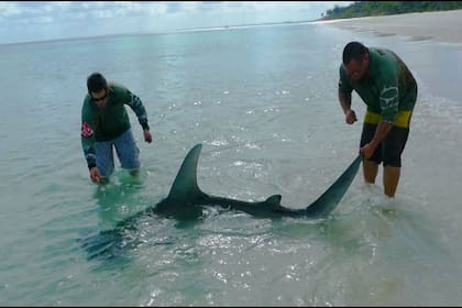 Cada vez son más frecuentes en sus playas la presencia de medusas y de tiburones. Además, hay serpientes y arañas mortales que cuando no se esconden en las profundidades de las selvas utilizan la arena para camuflarse y atacar a sus víctimas.