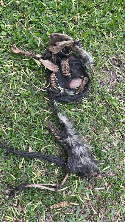 Cadáver de un gato presuntamente cazado por un zorro