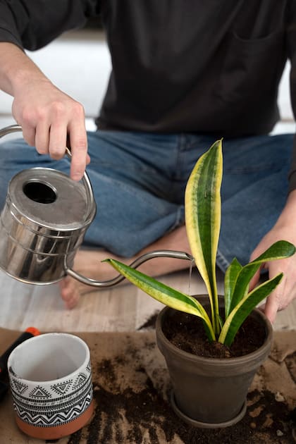 Café frío para las plantas: ¿mito viral o un boost de nutrientes con aroma a compost?