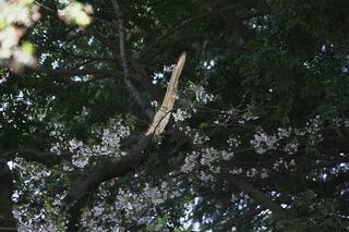 Caída de viejos cerezos en temporada de floración en Tokio genera preocupaciones de seguridad