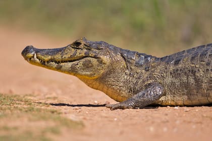 Los ataques de caimanes crecieron en los últimos tiempos en Estados Unidos