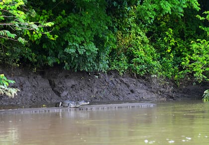 Caimanes, capibaras, ciervos y osos palmeros pueden encontrarse en Casanare