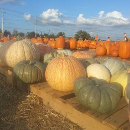Calabazas de todos los tamaños y variedades se pueden encontrar al norte de Texas (Instagram/@andkyl4)