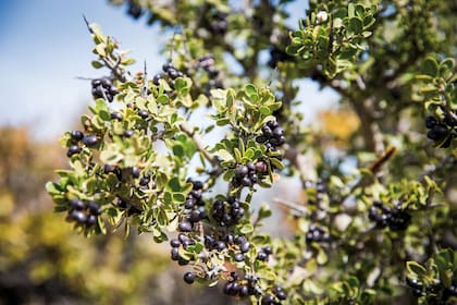 Calafate, un arbusto perenne que crece en el sur de nuestro país y pertenece a la familia Berberidaceae. Se lo consume fresco o para elaborar mermeladas, helados, jugos y jaleas.