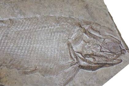 Calaichthys tehul: vivió en el triásico medio y no se tenía registro en América del Sur. El fósil del pez permite apreciar en detalle su anatomía