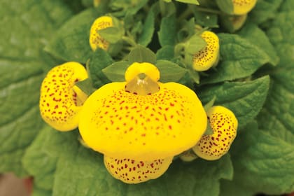 Calceolaria hybr.