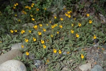 Calceolaria biflora entre las pidras