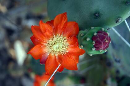 Calcula tener imágenes de 600 animales, en su mayoría aves, y alrededor de 100 variedades de vegetales