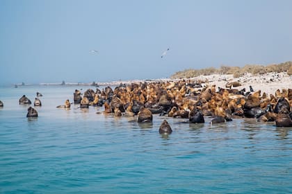 Archipiélago Vernacci, Chubut.
