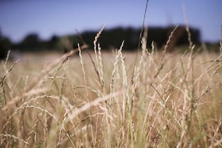 Calificaciones del trigo y el maíz franceses caen mientras ola de calor azota al país