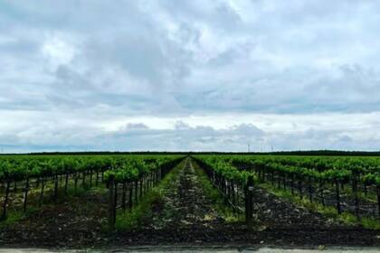 California enfrenta una gran recesión en la industria del vino