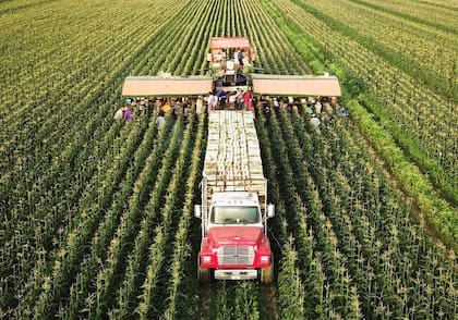 “California es líder nacional en producción agrícola, y muchos migrantes encuentran trabajos bien remunerados en áreas especializadas”, remarcó ChatGPT