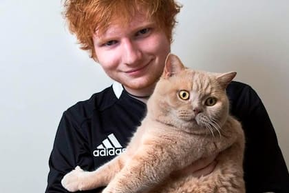 Calippo y Dorito, los famosos gatos de Ed Sheeran
