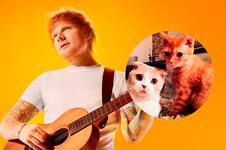 Calippo y Dorito, los famosos gatos de Ed Sheeran que son furor en las redes sociales 