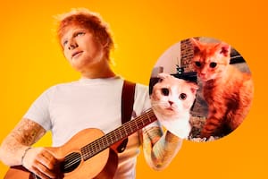 Calippo y Dorito, los famosos gatos de Ed Sheeran que son furor en las redes sociales