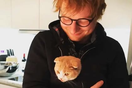 Calippo y Dorito, los famosos gatos de Ed Sheeran