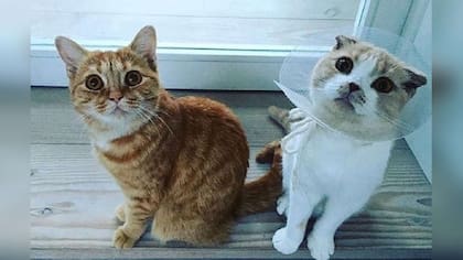 Calippo y Dorito, los famosos gatos de Ed Sheeran
