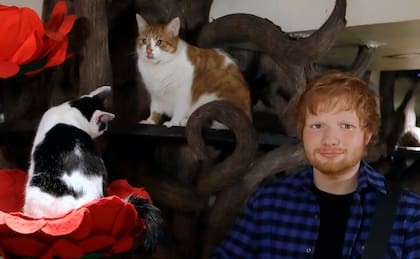 Calippo y Dorito, los famosos gatos de Ed Sheeran