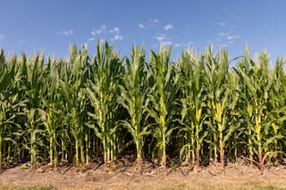 Calor golpea a maíz de Argentina, que sufriría una caída en rendimientos