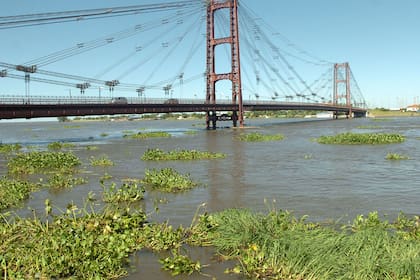 Camalotes en la laguna Setúbal, en Santa Fe, el sello de la crecida del río Paraná