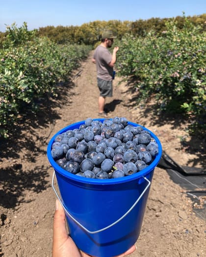 Camarillo se presenta como una ciudad agrícola y residencial con fuerte presencia de trabajadores migrantes