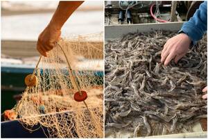 Camaroneros afirmaron que este producto de Florida tiene un panorama positivo frente a los aranceles impuestos por Donald Trump a la importación de ciertos países